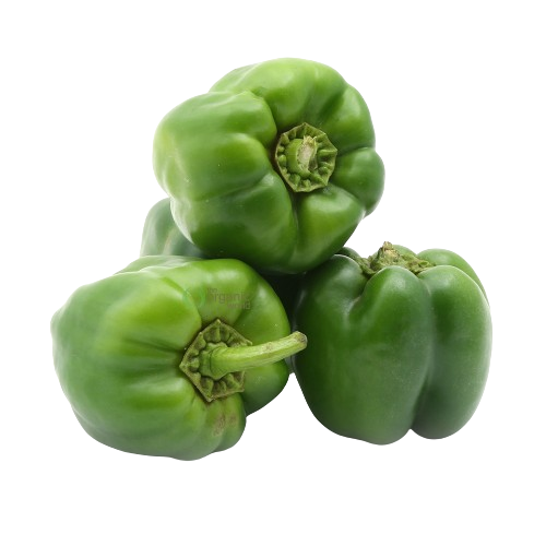 Capsicum