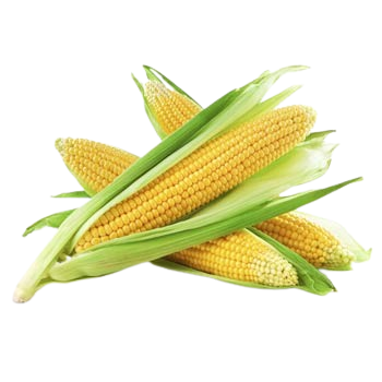 Sweet Corn